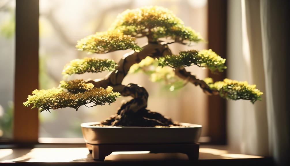 indoor care for bonsai