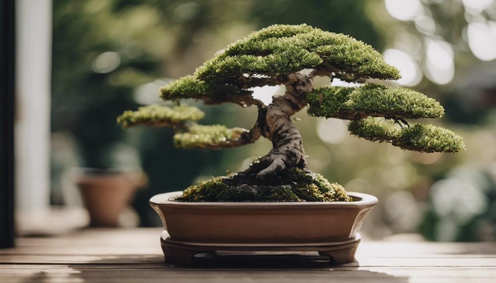 Comparing Bonsai Tree Species and Their Costs 3 bonsai pot influences value
