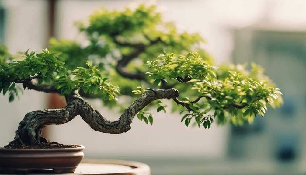 bonsai tree species list
