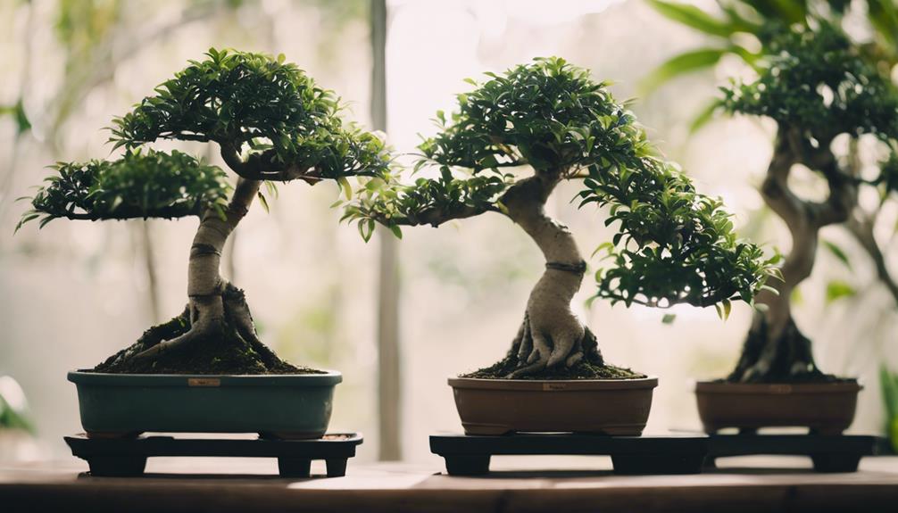 Mastering Bonsai Tree Species 2 ficus bonsai growth guide