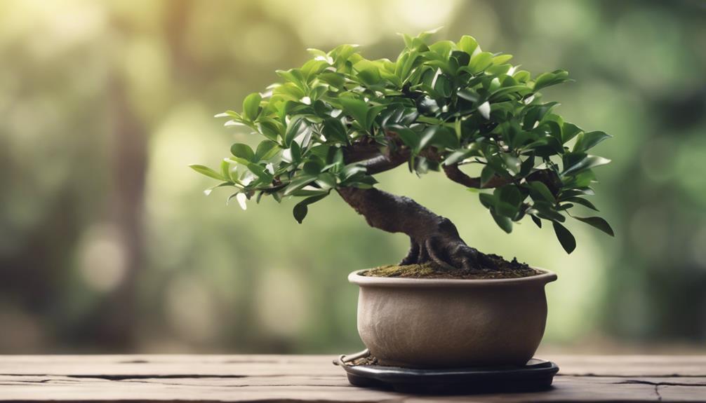 ficus bonsai top choice