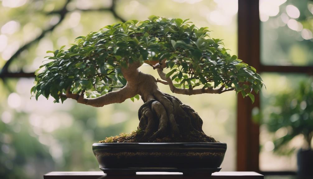 ficus bonsai tree details