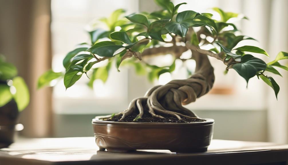 ficus ginseng plant care