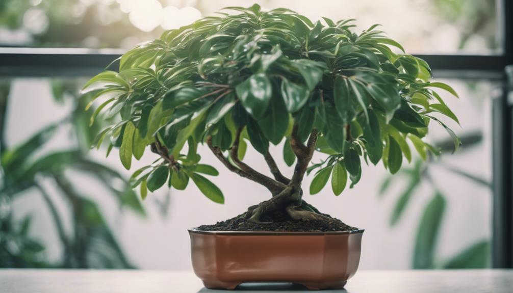 schefflera bonsai care instructions