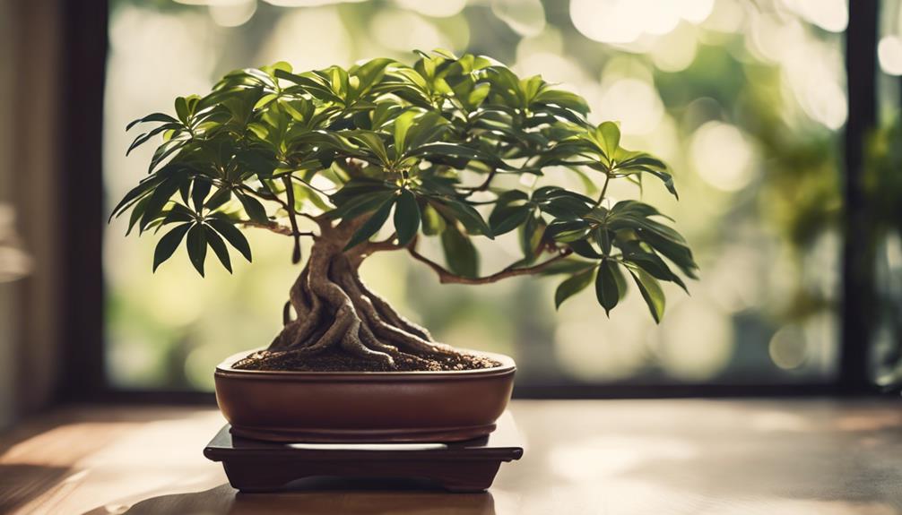 schefflera bonsai care tips
