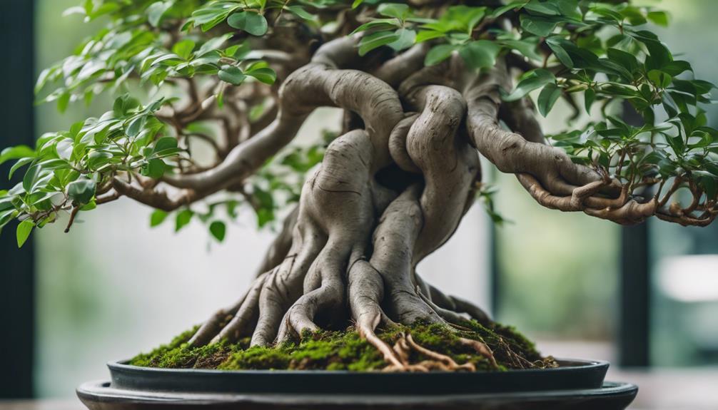 8 Best and Most Popular Bonsai Tree Types 3 small indoor bonsai tree