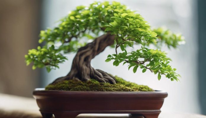 Beginner Bonsai Tree Species