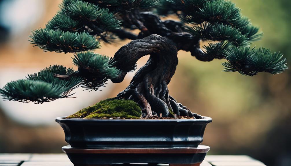 unique black pine cultivar