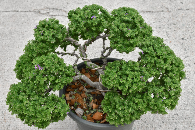 Choose First Bonsai Tree