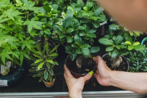 Seasonal Bonsai Care Guide: What to Do in Spring, Summer, Fall & Winter 1 Seasonal Bonsai Care Guide